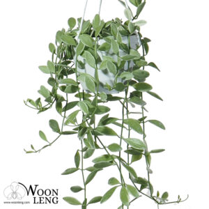 Dischidia oiantha (Variegated)