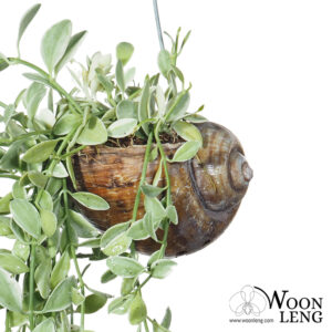 Dischidia oiantha (Variegated) in hanging shell