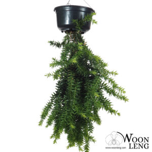 Lycopodium Goebelii / Huperzia Goebelii(0.55m)