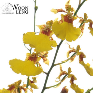 Oncidium Golden Wish, Dancing Lady Orchid