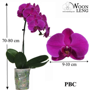 Phalaenopsis PBC in soft plastic pot