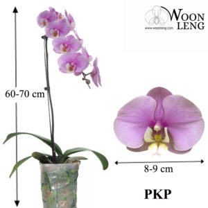 Phalaenopsis PKP in soft plastic pot