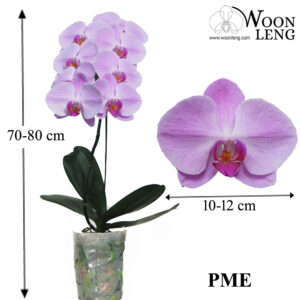 Phalaenopsis PME in soft plastic pot