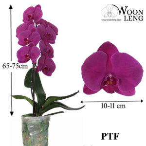 Phalaenopsis PTF in soft plastic pot