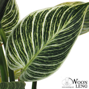 Philodendron birkin