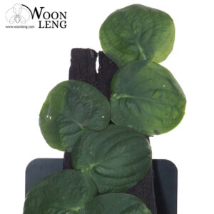 Rhaphidophora korthalsii, Shingle Plant 0.3m