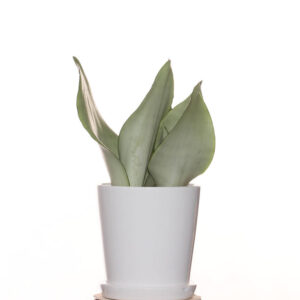 Sansevieria Jade Mini (Snake Plant) 0.20m in Ceramic Pot
