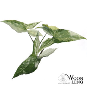 Syngonium podophyllum 'Albo' variegated