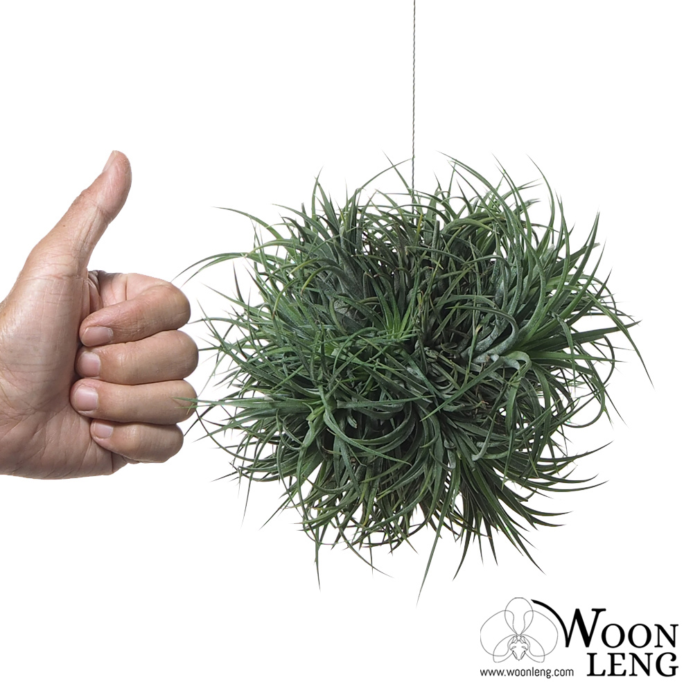 Tillandsia ionantha ball - Woon Leng Nursery