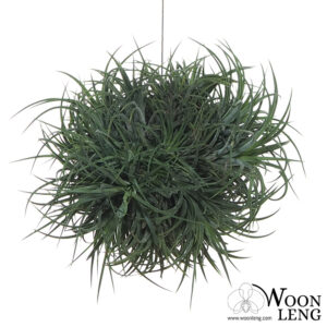Tillandsia ionantha ball