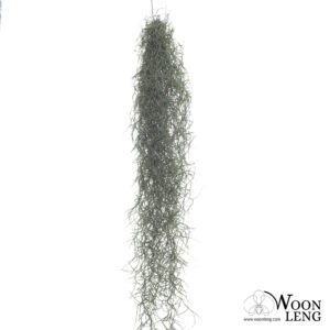 Tillandsia usneoides Spanish Moss 30-60cm