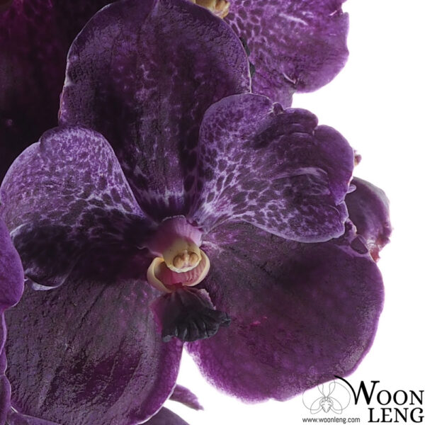 Vanda Pure Wax Woon Leng Nursery