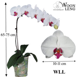 Phalaenopsis WLL in soft plastic pot