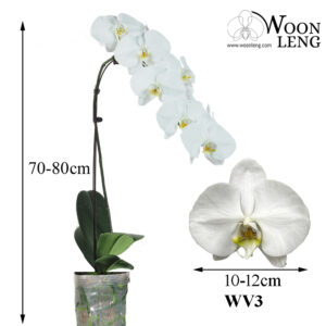 Phalaenopsis WV3 in soft plastic pot