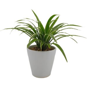 Chlorophytum comosum, Spider Plant