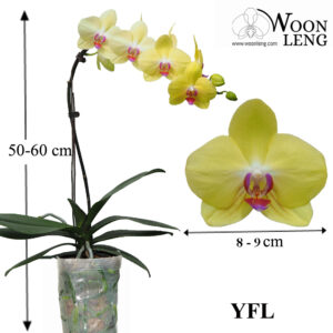 Phalaenopsis YFL in soft plastic pot