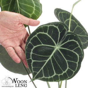 Anthurium clarinervium