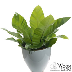 Asplenium nidus, Bird Nest Fern