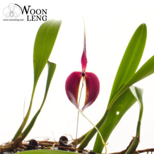 Bulbophyllum blumei, native orchid