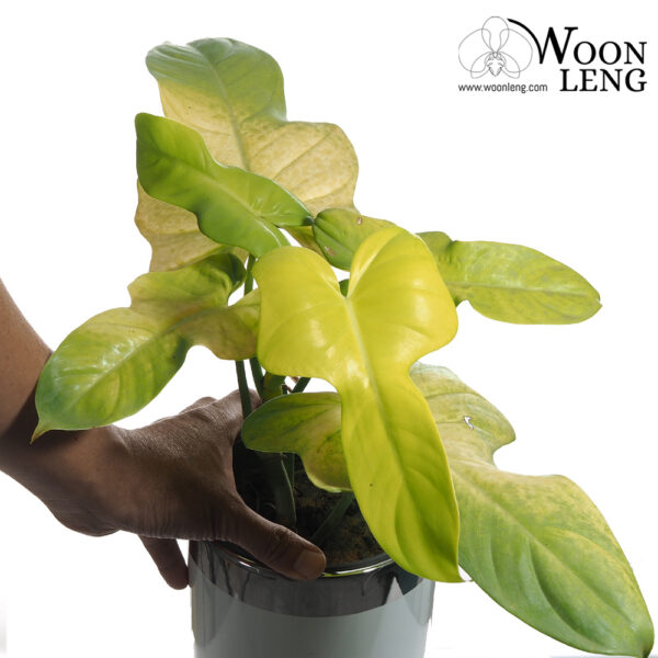 Philodendron Bipennifolium Gold Violin Woon Leng Nursery