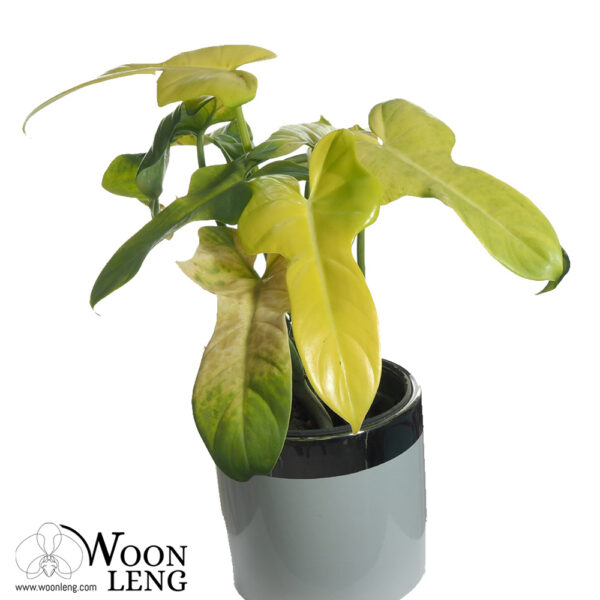 Philodendron Bipennifolium Gold Violin Woon Leng Nursery