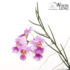 Papilionanthe Miss Joaquim, Vanda Miss Joaquim