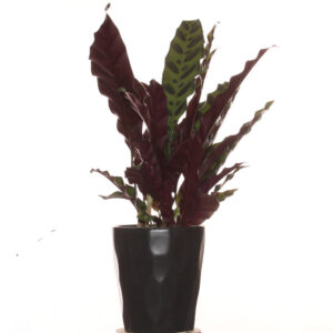 Calathea lancifolia, Rattlesnake Plant, in ceramic pot
