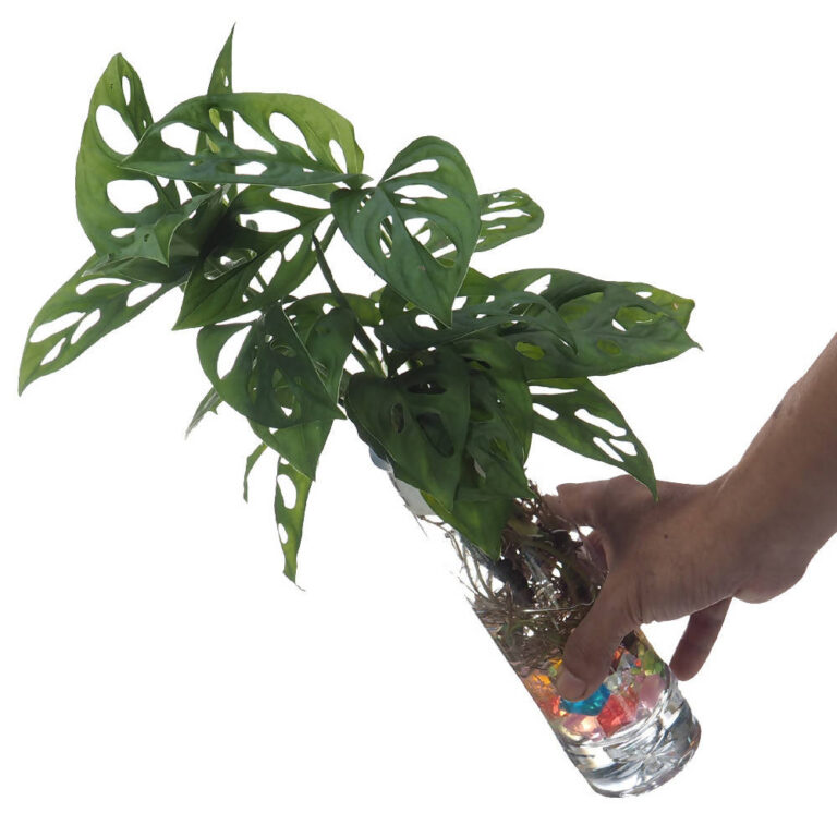 Monstera adansonii, Swiss Cheese Plant in glass vase