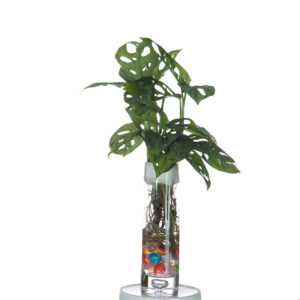 Monstera adansonii, Swiss Cheese Plant in glass vase