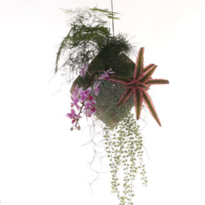 Hanging basket with assorted plants
