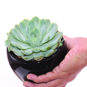 Cactus & Succulents & Airplant