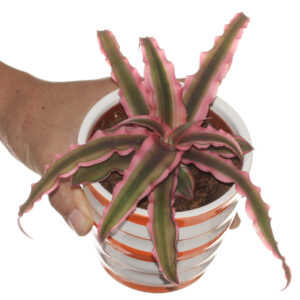 Cryptanthus bivittatus 'pink starlite'