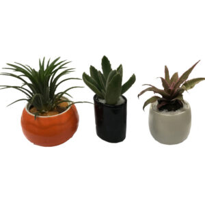 Succulents Package Orange Black White
