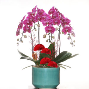 Festive Flower and Plants