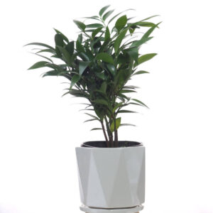 Podocarpus nagi ceramic pot