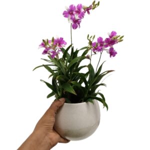 Dendrobium Miniature Arrangement 3 in Ceramic Pot
