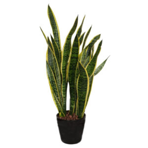 Sansevieria trifasciata, Snake Plant in ceramic pot