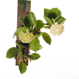 Hoya pachyclada, The Wax Plant (0.2m)