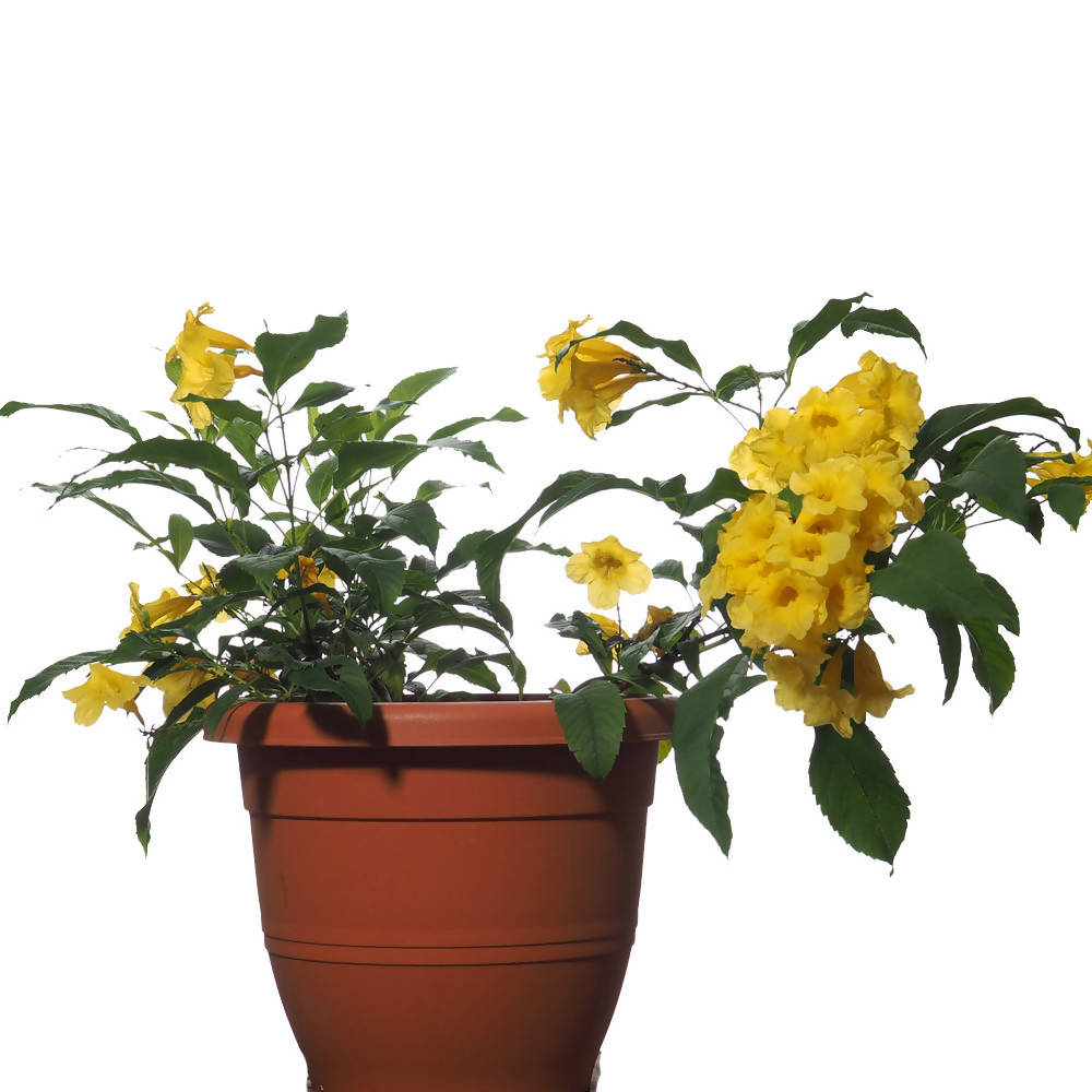 Stans, Yellow Bells (0.3mH) Woon Leng Nursery