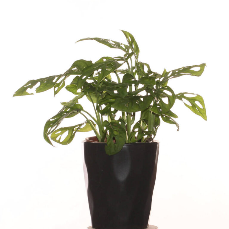 Monstera adansonii, Swiss Cheese Plant in ceramic pot