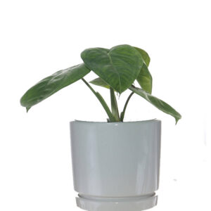 Syngonium Macrophyllum, in ceramic pot