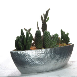 Assorted Succulent Arrangement in Silver Boat Pot