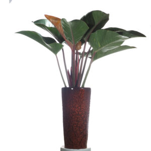 Philodendron Congo Rojo, Red Congo in ceramic pot
