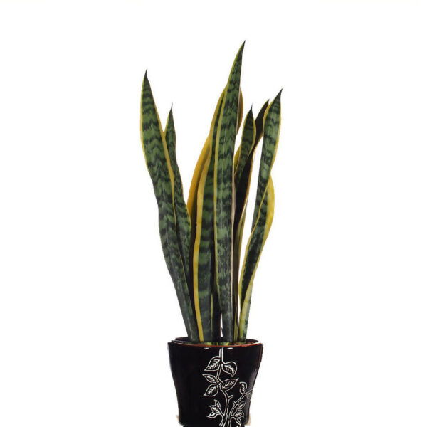 Sansevieria Trifasciata Snake Plant In Ceramic Pot Woon Leng Nursery