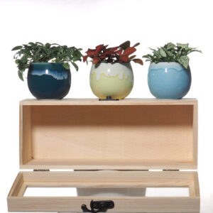 Fittonia Assorted Color GIft Set