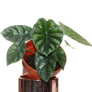 Alocasia sinuata, 0.4mH