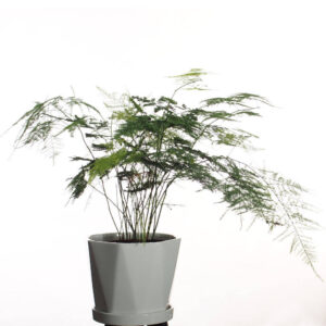 Asparagus setaceus in ceramic pot