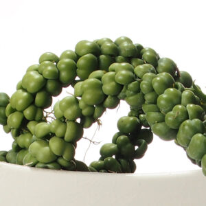 Dischidia Nummularifolia Ideaminubu