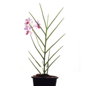 Papilionanda john clubb, Vanda John Clubb (0.5m)