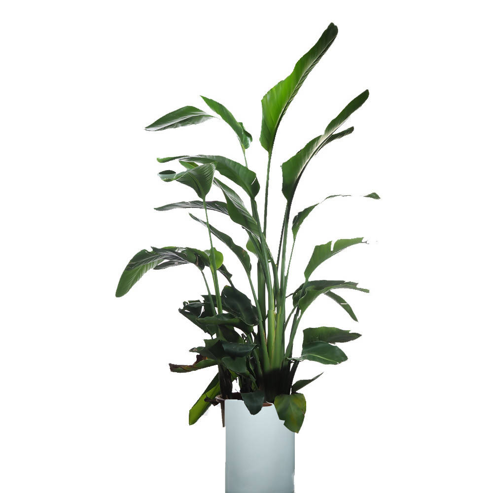 Bird of Paradise (1.5m -1.7m) in ceramic pot - Woon Leng Nursery